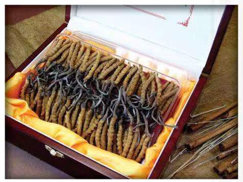 迭部冬虫夏草回收